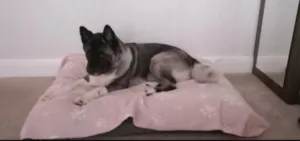 Bedsure waterproof Dog Bed 