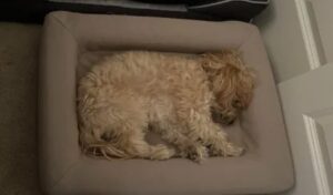 Casper Dog Bed