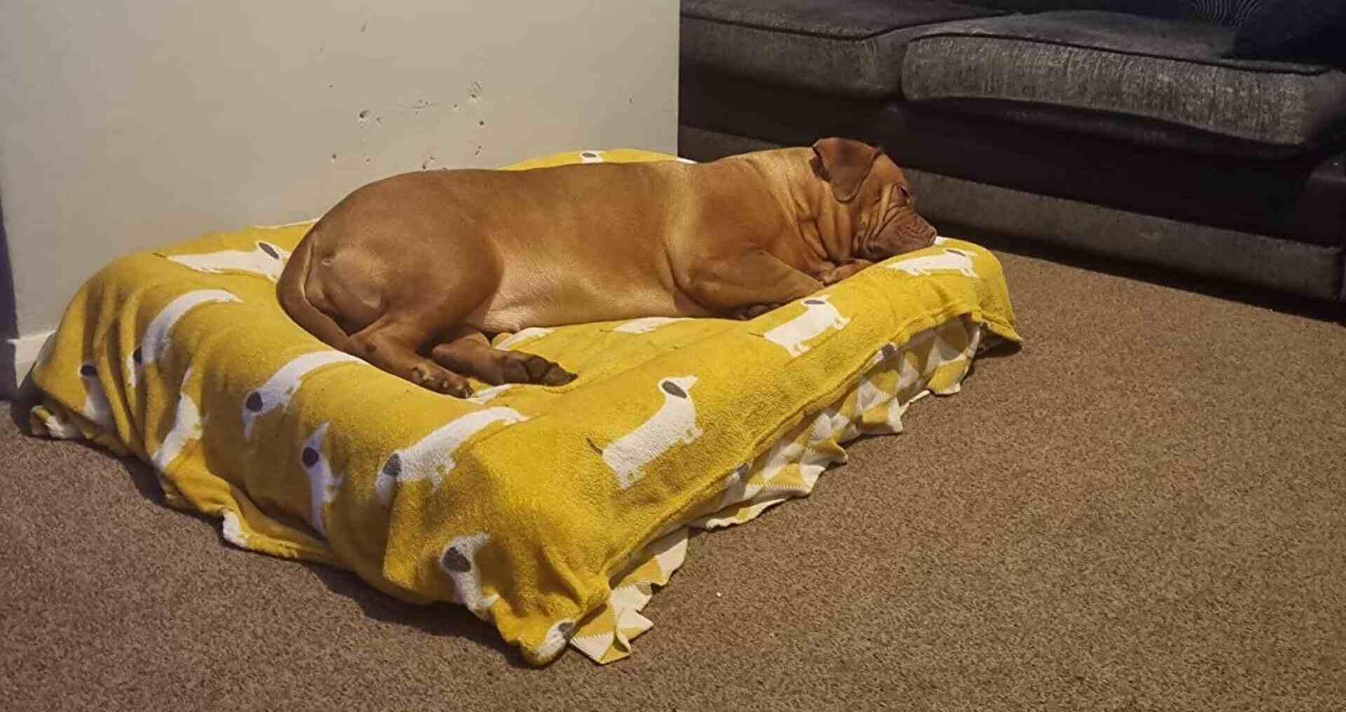 Casper Dog Bed