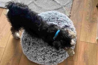 Western home calming dog bed