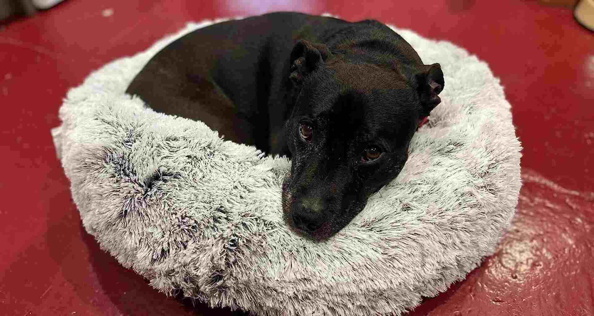 Western home calming dog bed