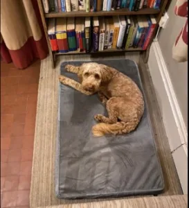 Pecute Dog Bed