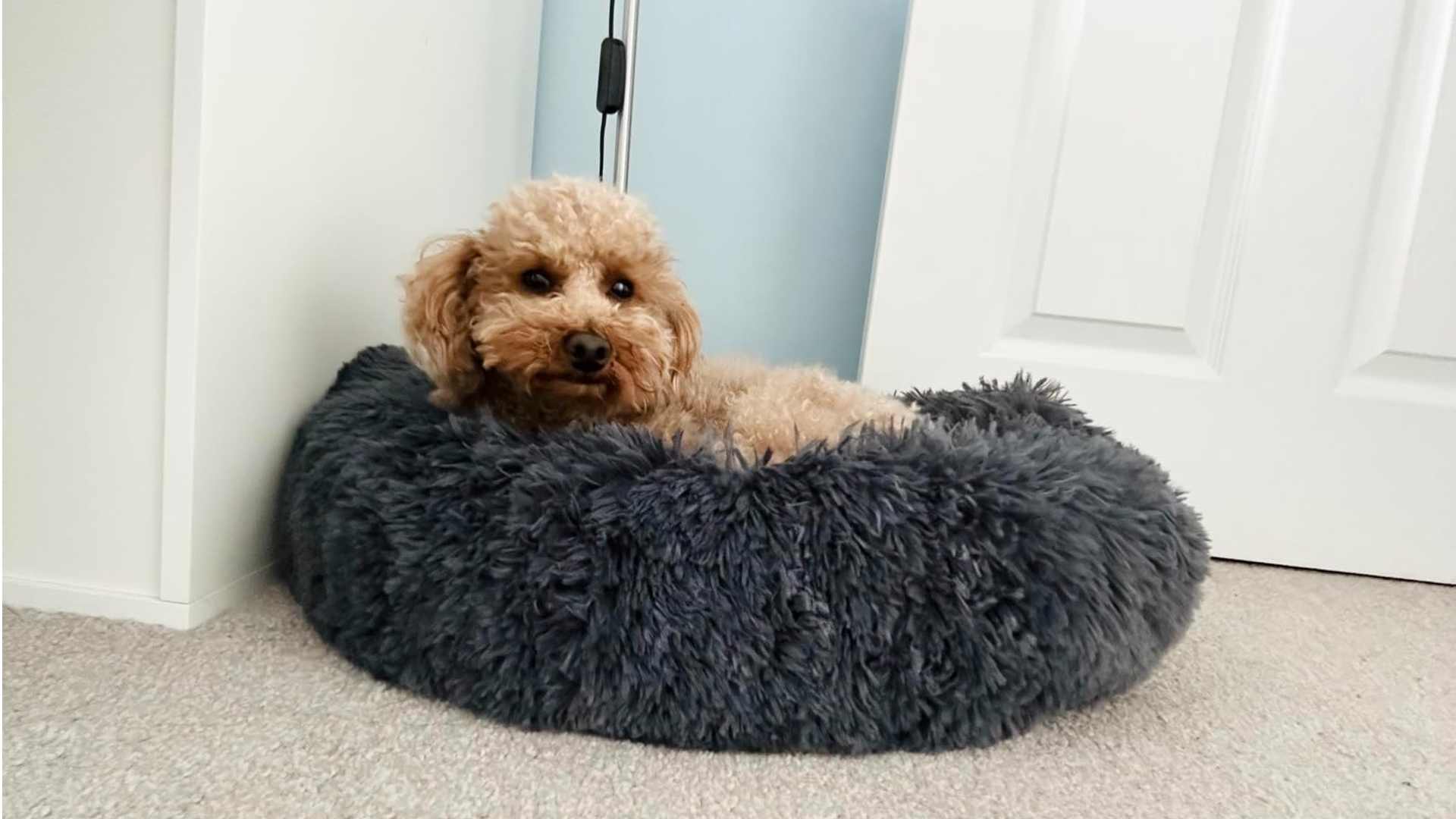 FEANDREA dog bed