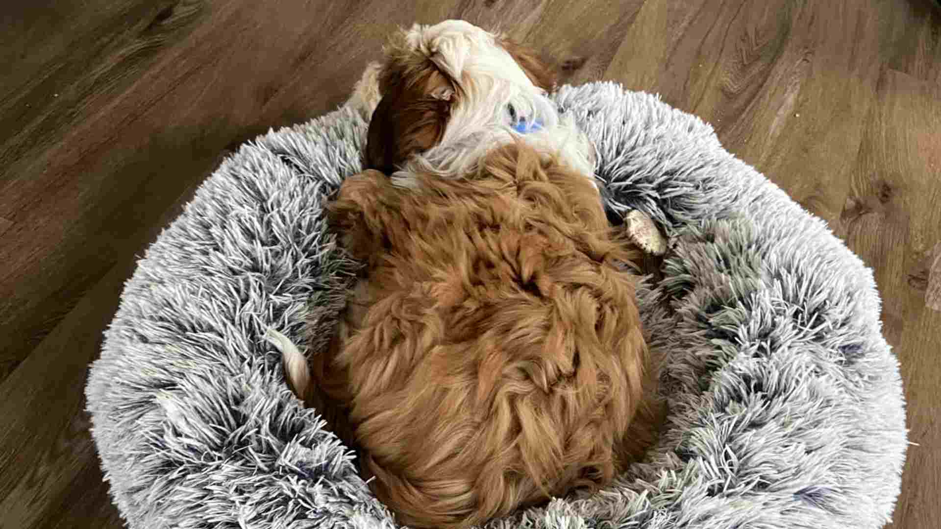 FEANDREA dog bed