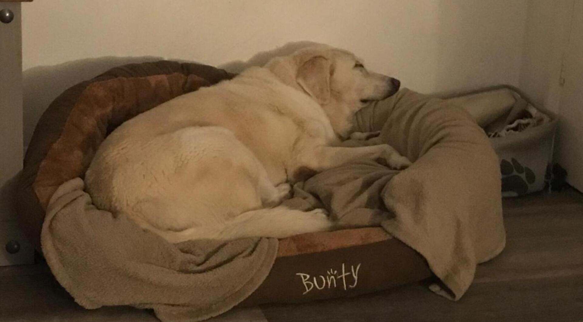 Bunty Polar Dog Bed