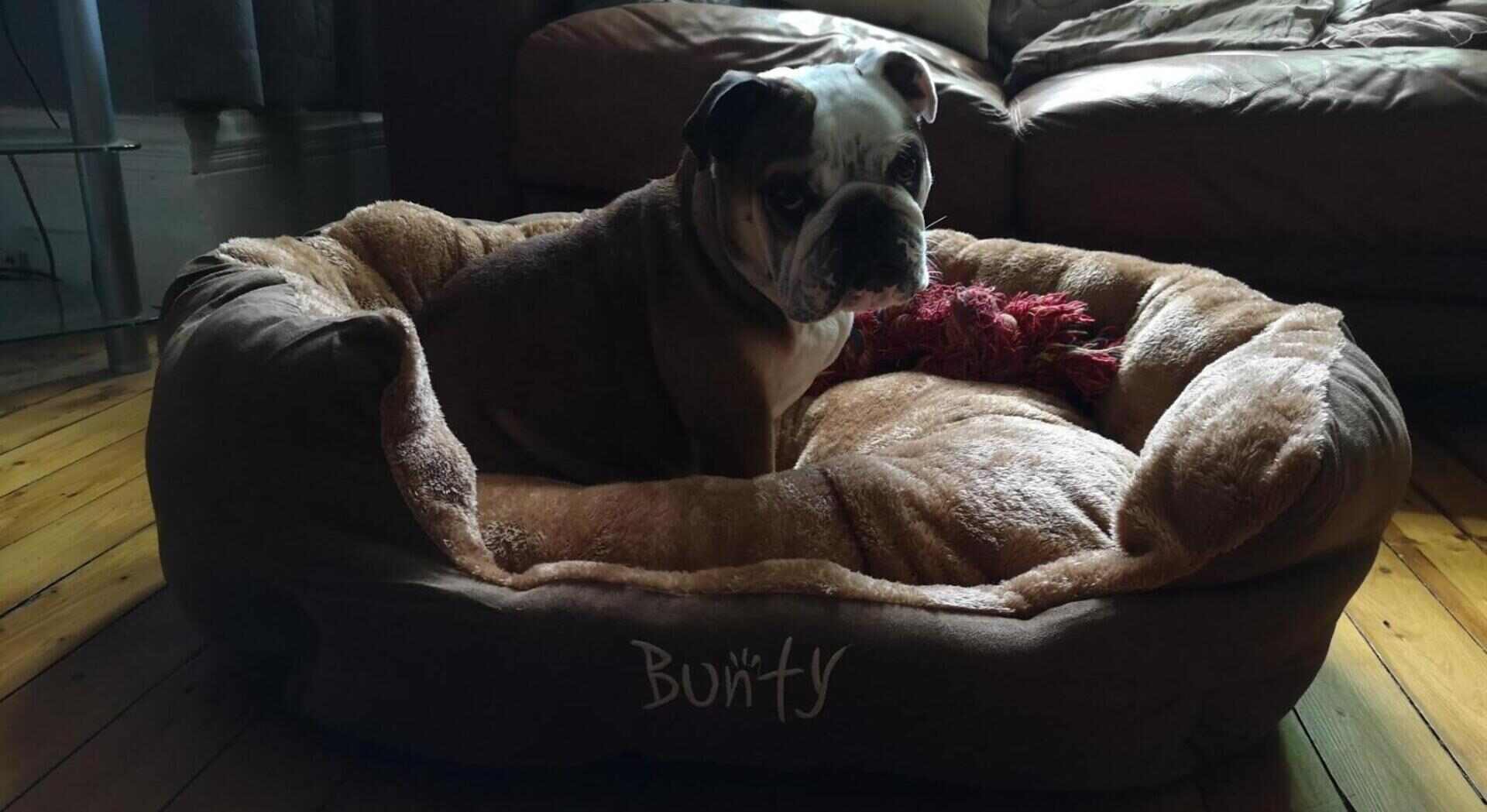 Bunty Polar Dog Bed