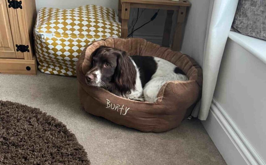 Bunty Polar Dog Bed