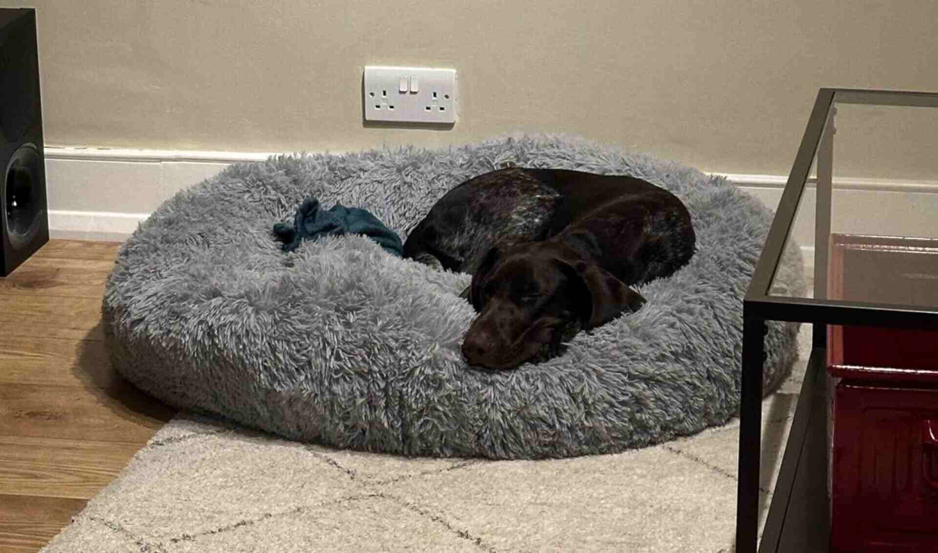 Bedsure comfy pet bed