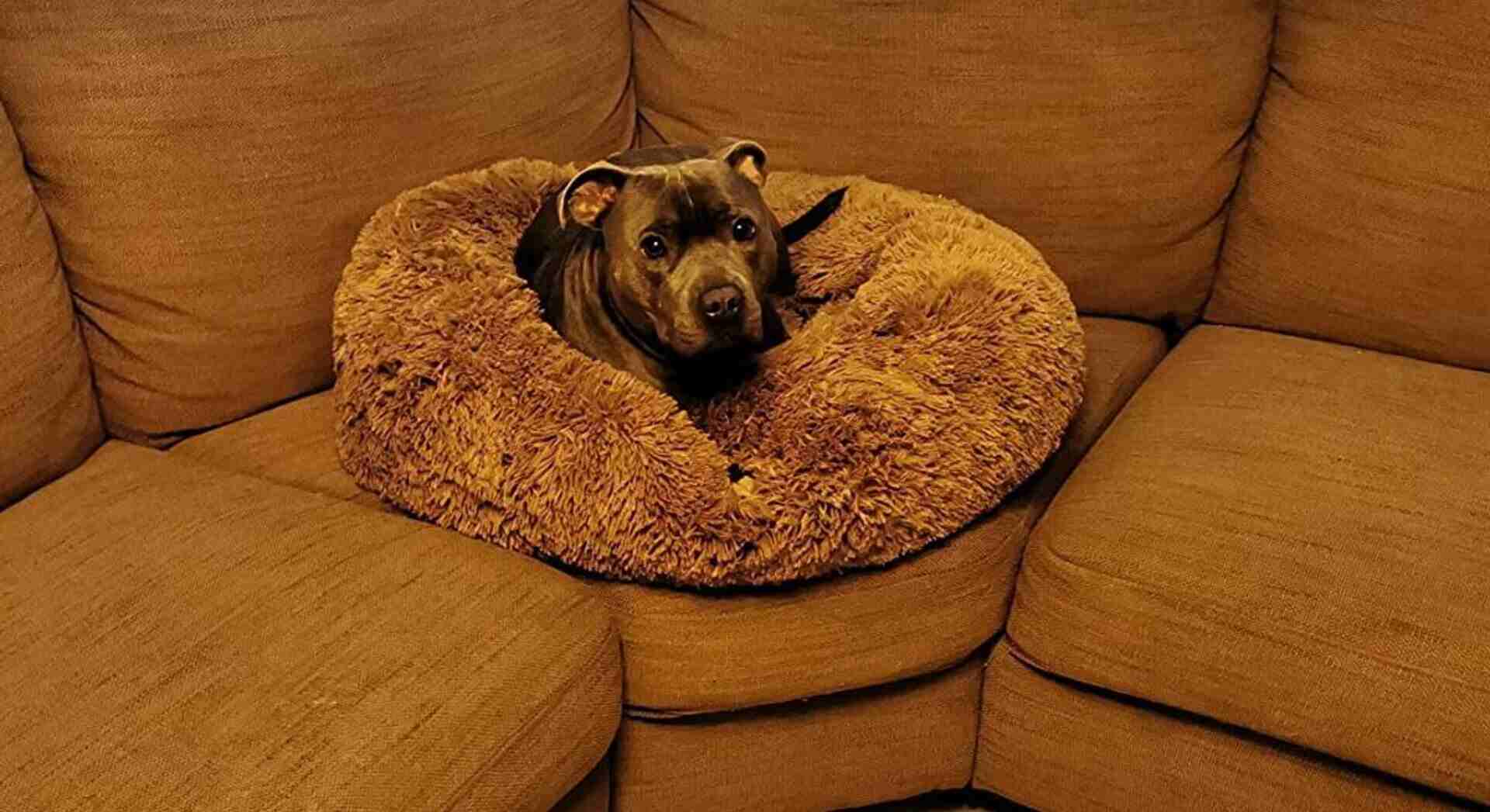 SAVFOX Calming Dog Bed