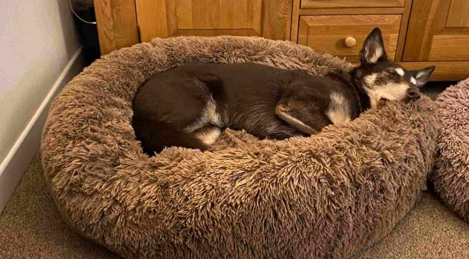 SAVFOX Calming Dog Bed