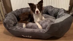 Bunty Polar dog bed