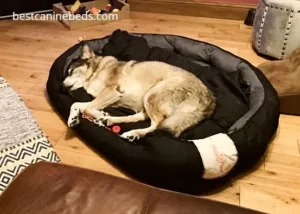 BingoPaw dog bed 