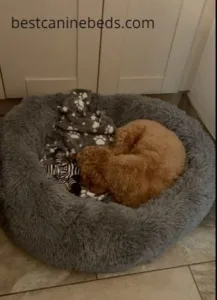 Silentnight Dog Bed