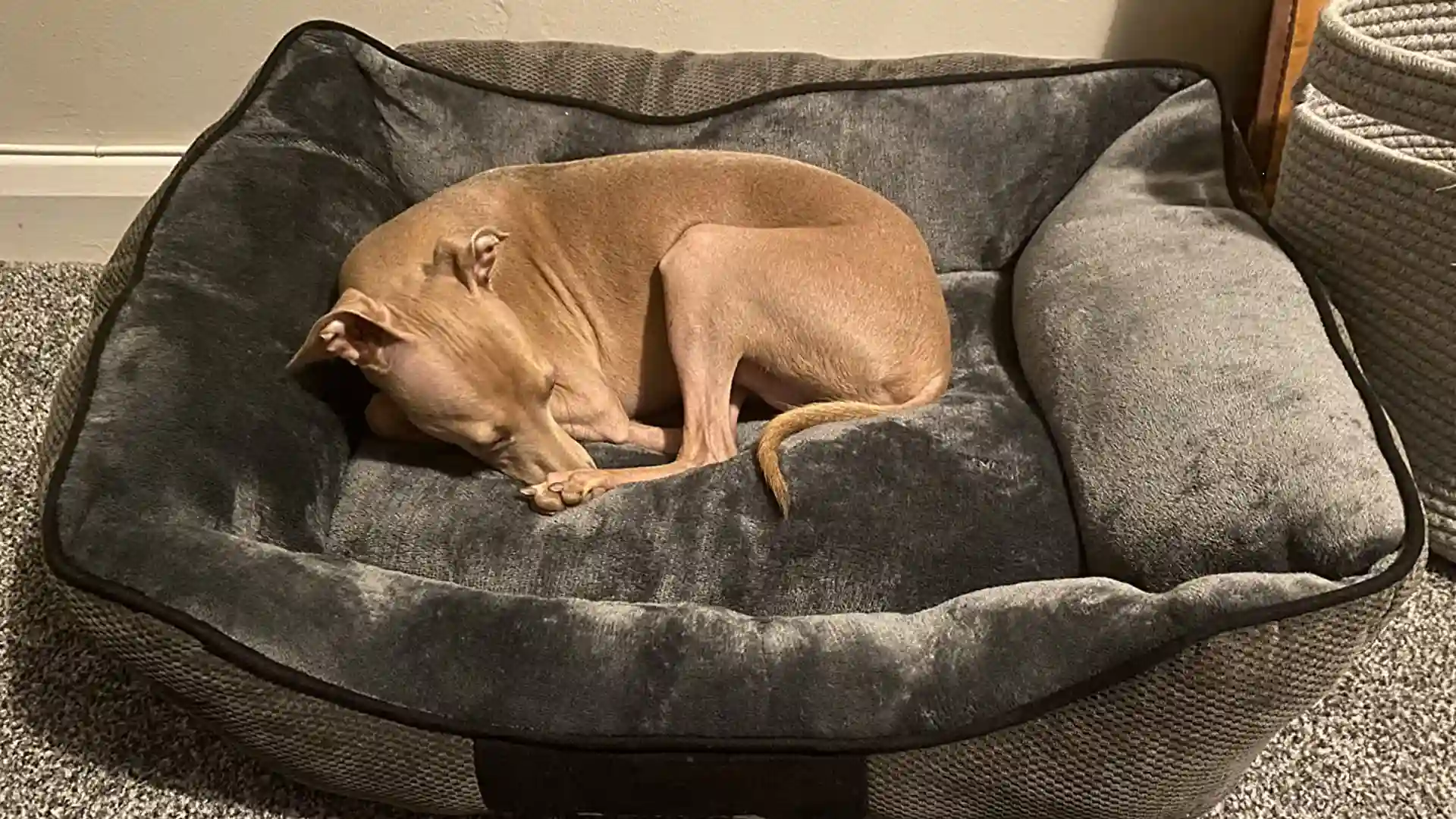 Scruffs chester box dog bed