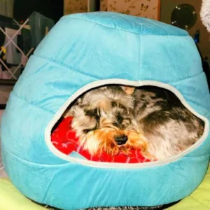  Hollypet dog bed