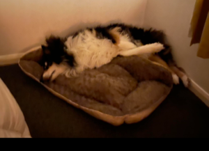 orthopedic dog bed