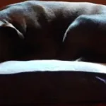 Should dogs sleep in your bed?