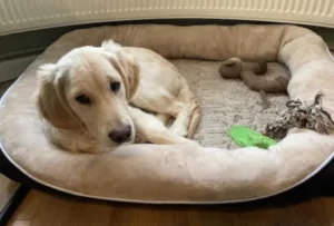 puppy first night in crate