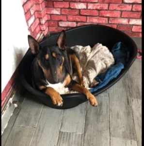 Plastic dog bed