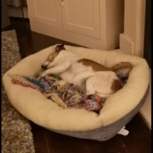 orthopedic dog bed