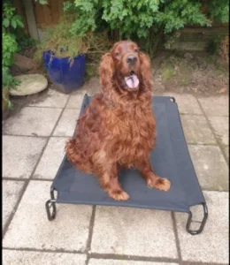 Raised Dog Bed