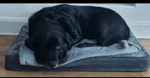 do older dogs sleep more 