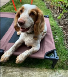 Elevated dog Bed