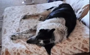 how to teach dog to lay down