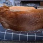 dog sleeping a lot