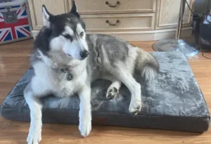 Bedsure memory foam dog bed 