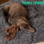 orthopedic dog bed