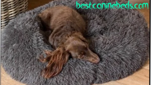 orthopedic dog bed