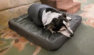 bedsure memory foam dog bed