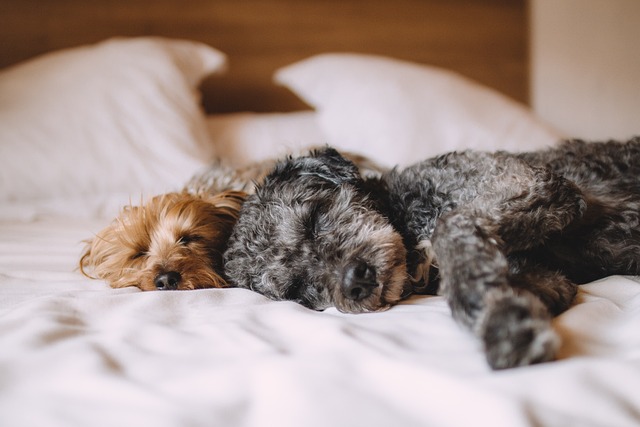 puppy sleep training