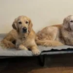 elevated dog bed