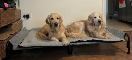 elevated dog bed