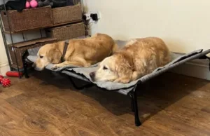 elevated dog bed