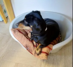 plastic dog bed