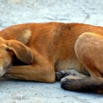 Complete Guide to Dog Sleep