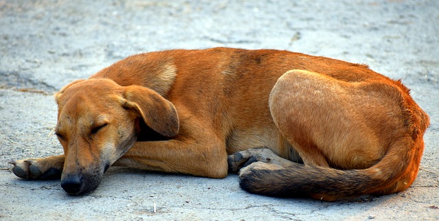 Complete Guide to Dog Sleep