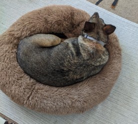 custom size dog bed