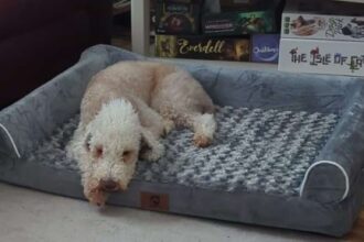 are orthopedic dog beds worth it