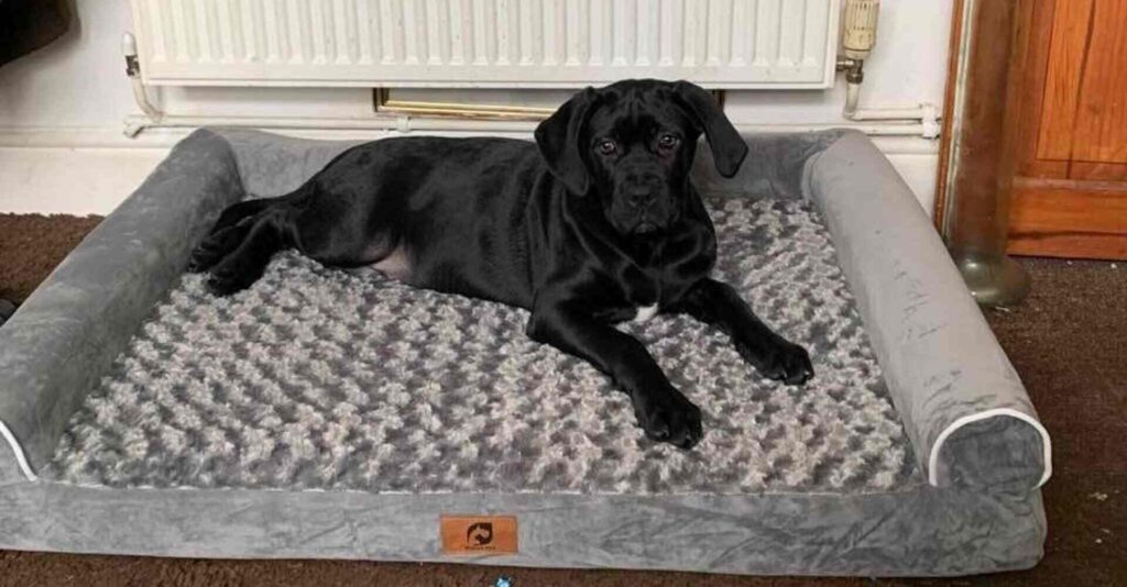 are orthopedic dog beds worth it