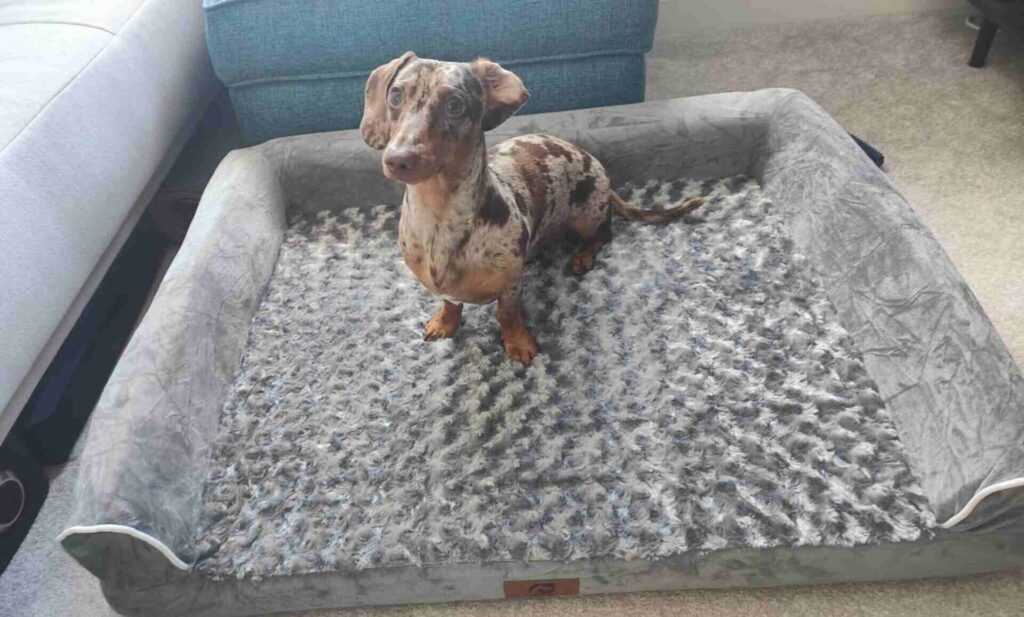 are orthopedic dog beds worth it