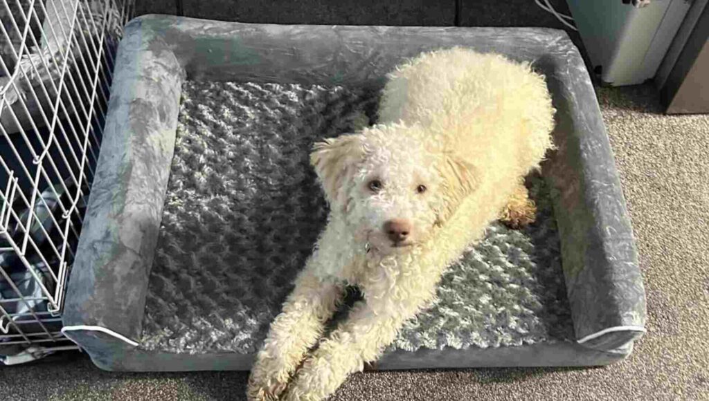 are orthopedic dog beds worth it