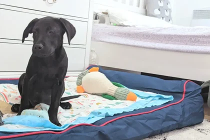 how to make an orthopedic dog bed