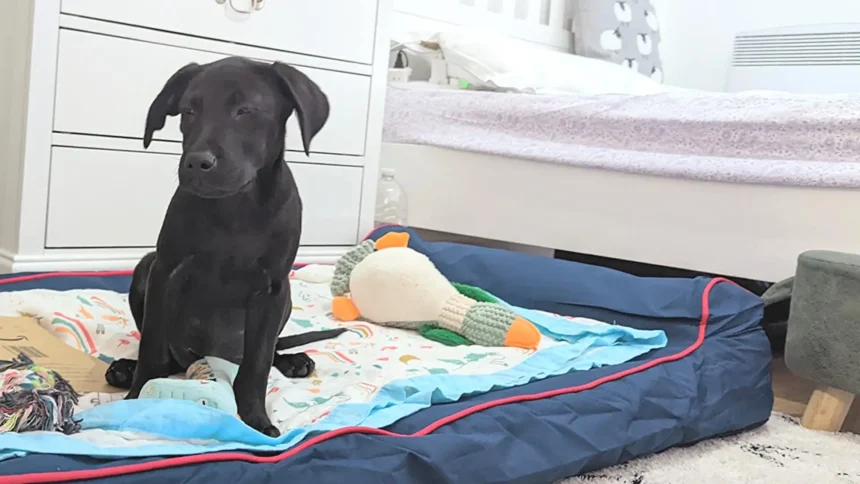 how to make an orthopedic dog bed