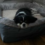 do dogs need orthopedic beds