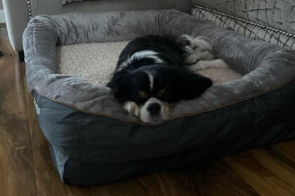 do dogs need orthopedic beds