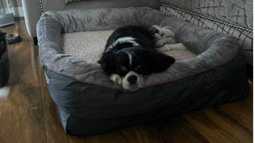 do dogs need orthopedic beds